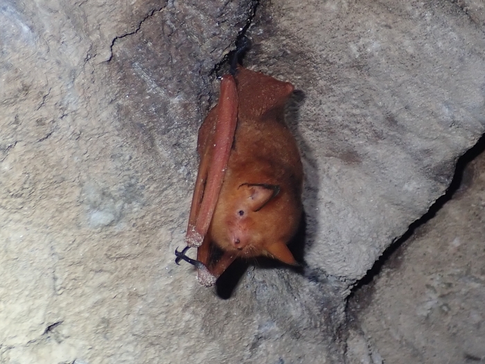 경북 울진 왕피천 유역에서 발견된 붉은박쥐(1급). 대구환경청 제공