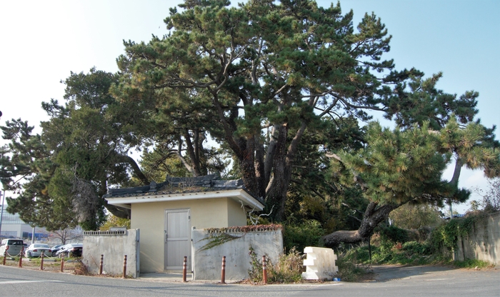 신리항 입구 도로변에 500년 넘은 당산 곰솔과 당산 할배집이 있다. 할배는 육지를 지킨다.