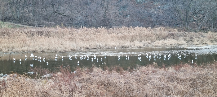 대구시 동구 동화천 하류에 백로들이 무리지어 노닐고 있다. 채건기 시민기자ken4975@daum.net
