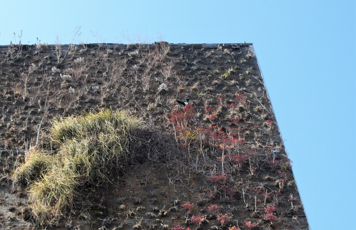 부산현대미술관 측면의 수직정원