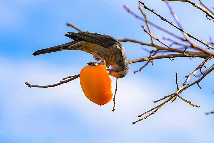 포근한 날씨를 보인 18일 대구 달서구 진천천에서 직박구리가 나뭇가지에 매달린 감을 쪼아 먹고 있다. 대구지방기상청은 다음 주 초까지 구름 많은 날씨 속에 큰 추위는 없을 것으로 예보했다.
이현덕기자 lhd@yeongnam.com 