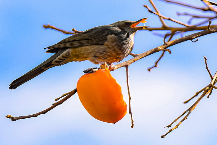 포근한 날씨를 보인 18일 대구 달서구 진천천에서 직박구리가 나뭇가지에 매달린 감을 쪼아 먹고 있다. 대구지방기상청은 다음 주 초까지 구름 많은 날씨 속에 큰 추위는 없을 것으로 예보했다. 이현덕기자 lhd@yeongnam.com