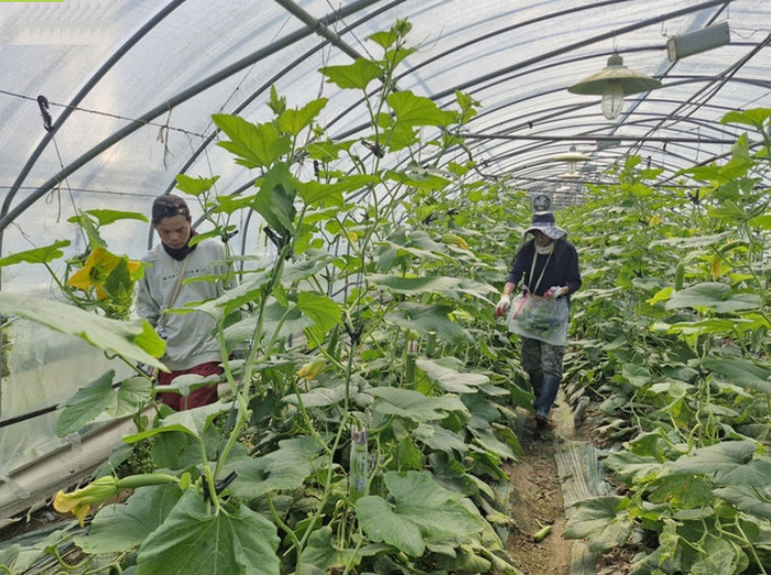 경북의 한 농가에서 외국인 계절근로자가 일하는 모습. 영남일보DB