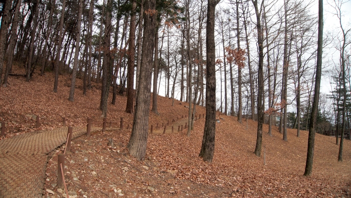 가야숲길은 가야산 야생화식물원과 이어진다. 주변은 곧게 뻗어 자란 낙엽송이 숲을 이루고 그 아래에는 벌개미취가 무리지어 산다.