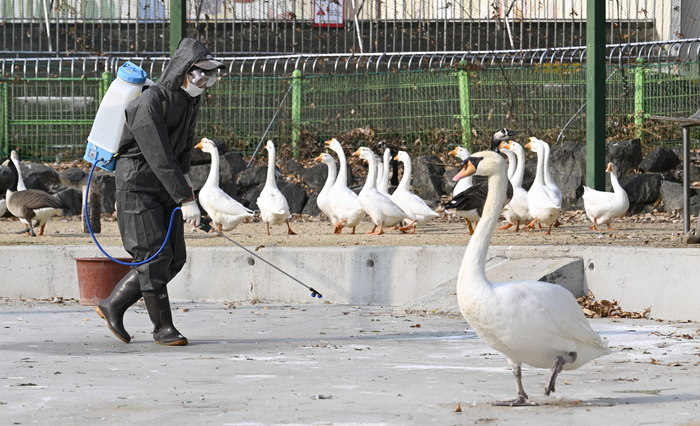 [포토뉴스] 고병원성 조류인플루엔자(AI) 대비해 대구 달성공원 물새장 방역
