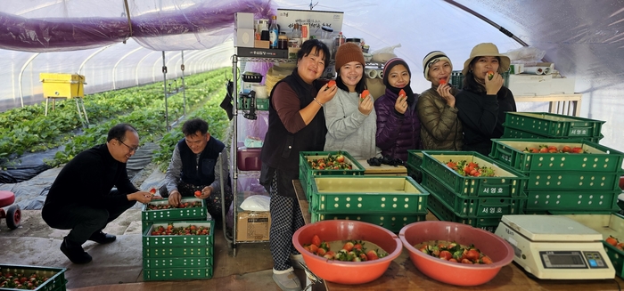 경북 고령군 덕곡면 서용호씨 딸기농장, 외국인 계절근로자와 함께 딸기작업이 한창이다.