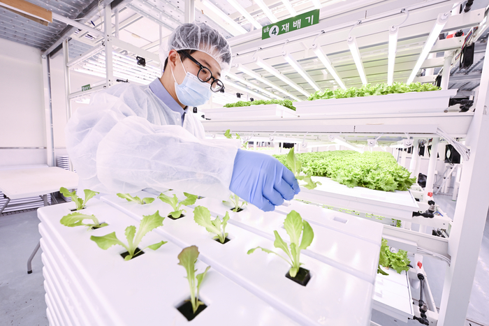 대구 달서구 상인3동 행정복지센터 4층 스마트팜에서 본지 구경모 기자가 크리스피아노 종자를 파종하고 있다. 이현덕기자 lhd@yeongnam.com