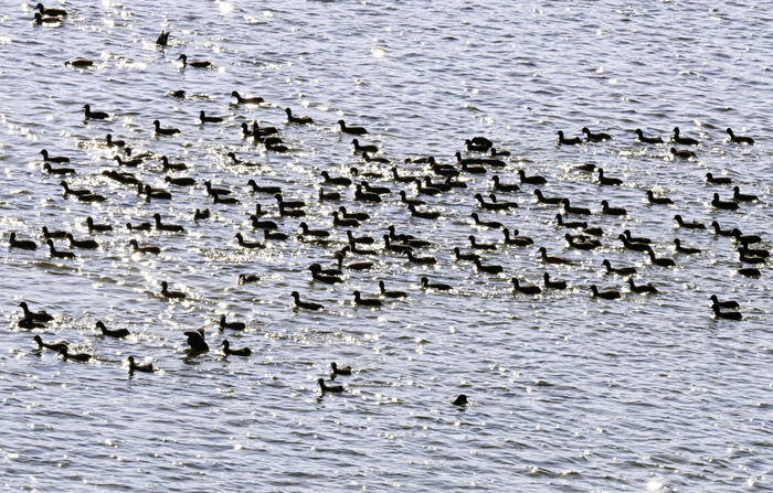 [포토뉴스] 강추위 한풀 꺾인 대구 금호강에서 햇살 받으며 유영하는 겨울 철새들