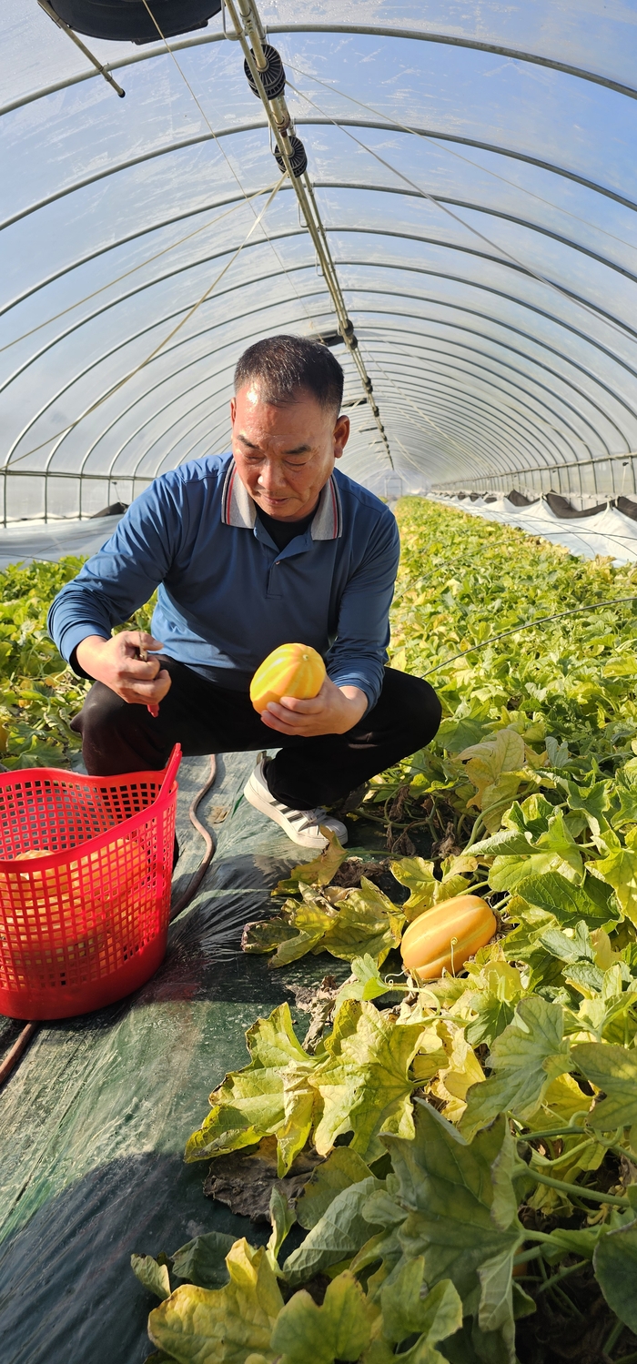 6일 배선호씨가 올해 첫 성주참외를 출하하고 있다.  석현철 기자