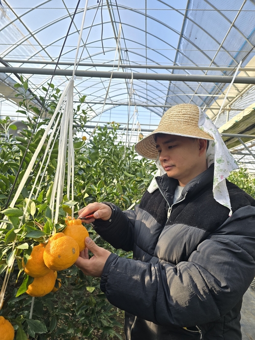 지난 5일 대구 동구 둔산동 아열대 농장에서 만난 손효동 대표가 한라봉을 따고 있다. 김현목 기자