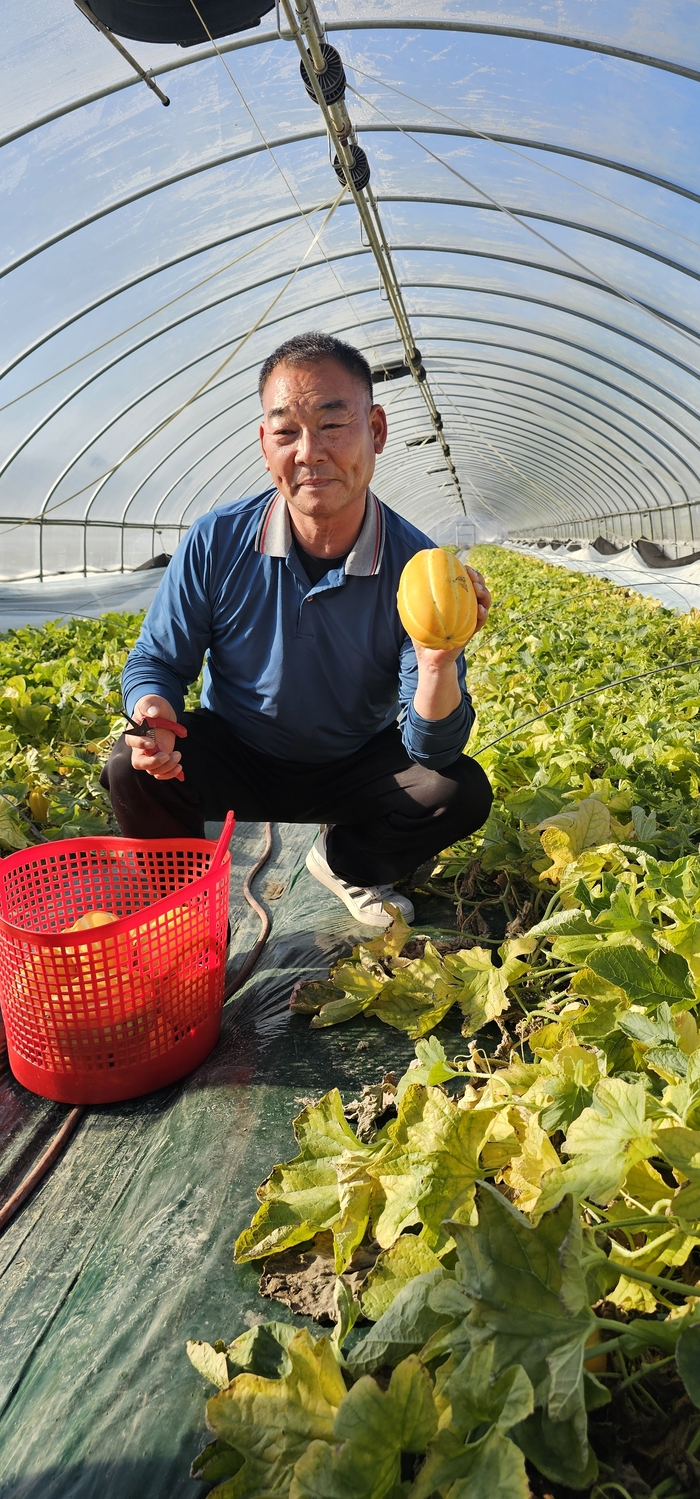 6일 성주군 월항면 배선호씨 참외농가에서 참외 출하가 한창이다. 배선호씨가 출하되는 참외를 들어보이며 포즈를 취하고 있다.   석현철 기자