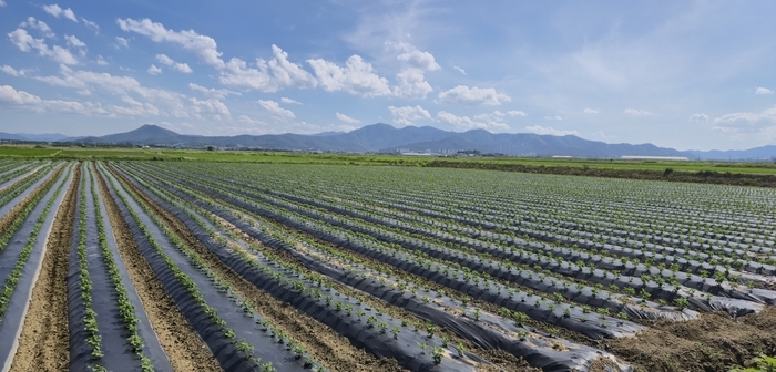 경북형 이모작 공동영농을 통해 대규모로 콩농사를 짓고 있는 경주 안강지구 모습. 경북도 제공