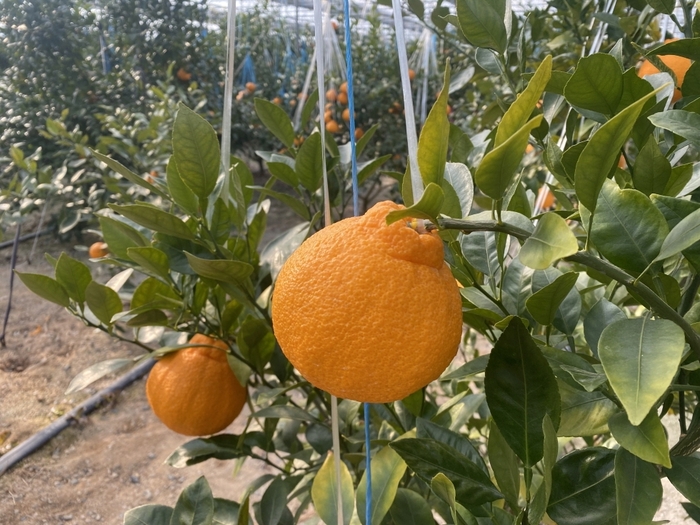 포항시는 기후변화와 노동력 감소 등 급변하는 농촌 환경에 대응하기 위해 시범사업을 추진한다.  포항시에서 재배한 아열대 과수작물 한라봉. <포항시 제공>