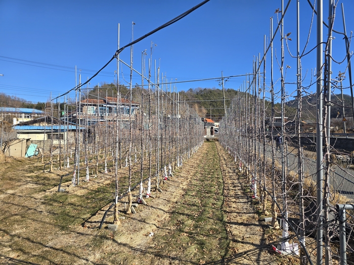 대구 동구 평광마을에 심어진 다축재배식 사과 나무. 김현목 기자
