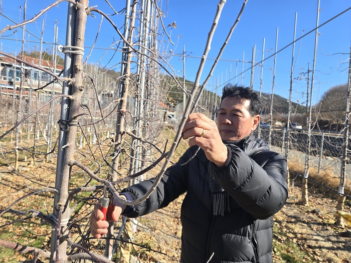 새사과연구회 우희택 회장이 지난 8일 평광마을에서 사과나무 전정 작업을 하고 있다. 김현목 기자