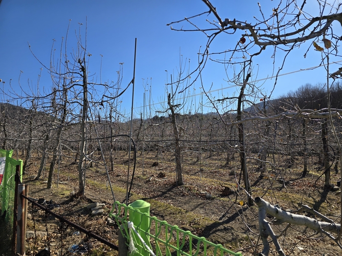 대구 동구 평광마을 사과 나무 중 예전이 심어진 원뿔 모양 사과나무. 김현목 기자