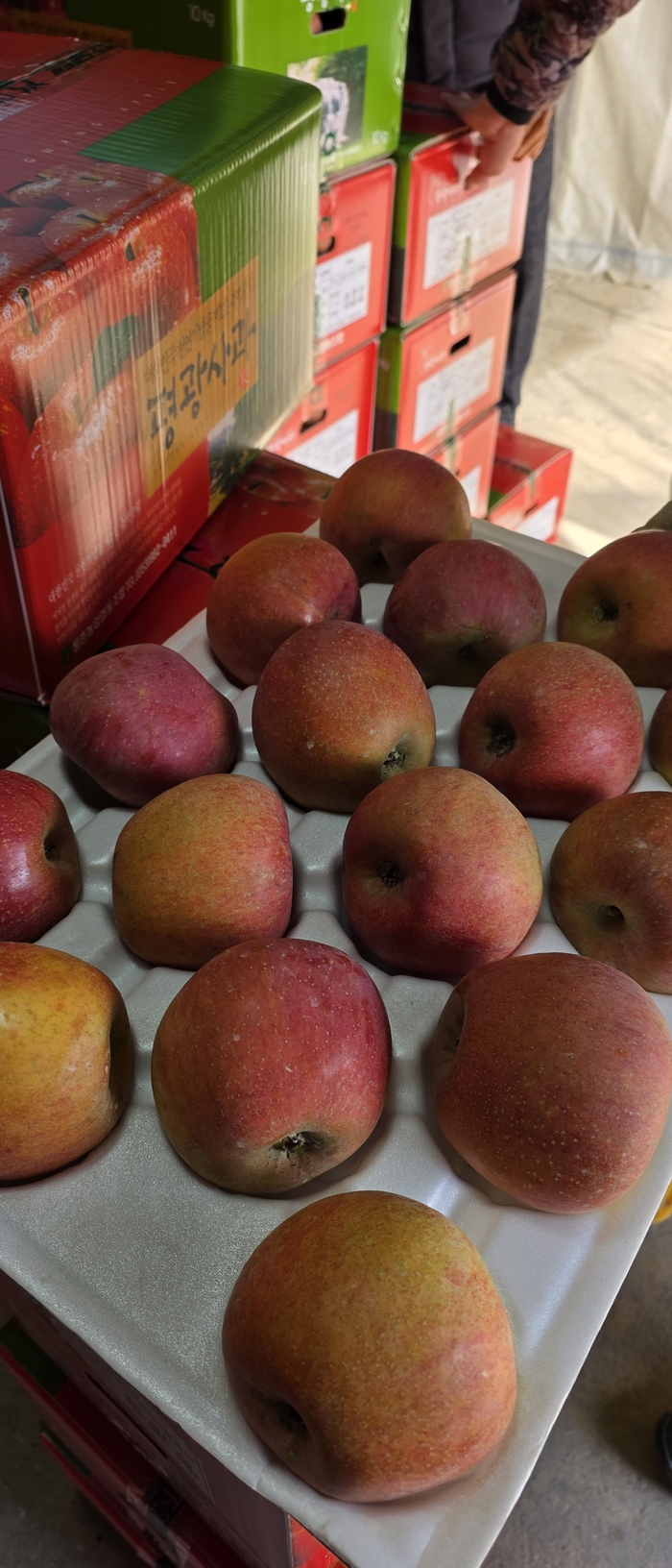 대구 동구 평광마을에서 생산된 사과. 김현목 기자