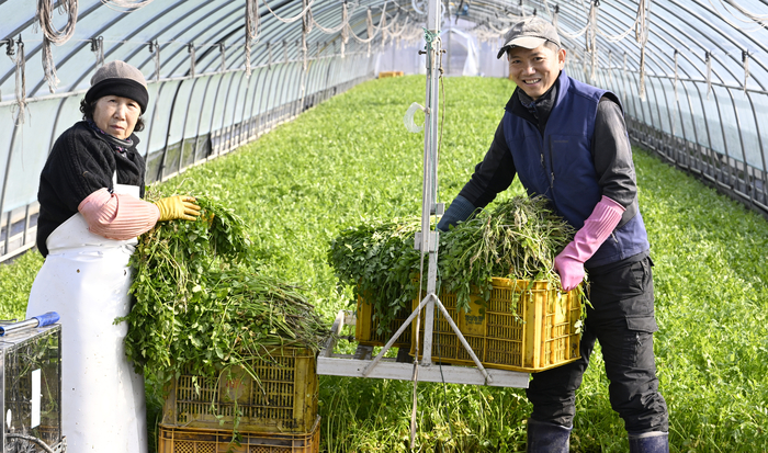12일 오전 대구 동구 논골농원에서 최용희(오른쪽)씨가 어머니 전방순씨와 함께 수확한 미나리를 들어 보이고 있다. 팔공산 미나리는 해발 200m 이상 팔공산 자락의 맑은 공기와 150m 암반 지하수로 재배된다. 무농약 친환경 공법으로 재배되고 아삭한 식감과 진한 향이 뛰어나다.
이윤호기자 yoonhohi@yeongnam.com