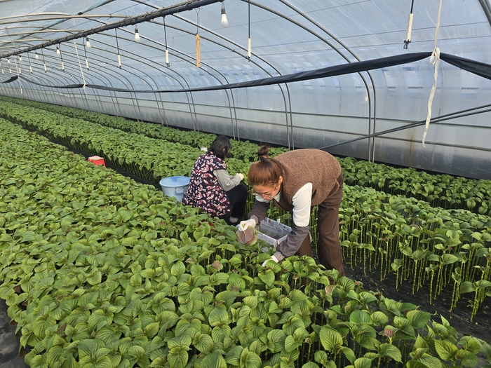 지난 12일 대구 수성구 성동 잎들깨 비닐하우스에서 농민들이 빠른 손놀림으로 잎들깨를 수확하고 있는 모습. 김현목 기자