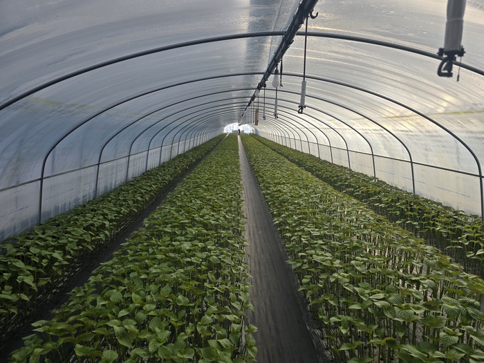 비닐하우스에서 자라고 있는 잎들깨. 김현목 기자