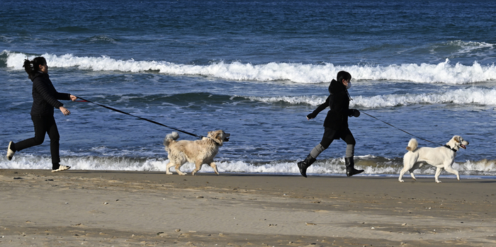 13일 오후 풍랑주의보가 발령된 포항 북구 용한리해수욕장에서 시민들이 반려견과 함께 산책을 하고 있다. 대구기상청 관계자는 14일 오전 아침 최저기온은 -6°C로 추운 날씨를 보이다가 낮부터 기온이 올라 평년기온으로 회복할 것으로 보인다고 예보했다.
이윤호기자 yoonhohi@yeongnam.com