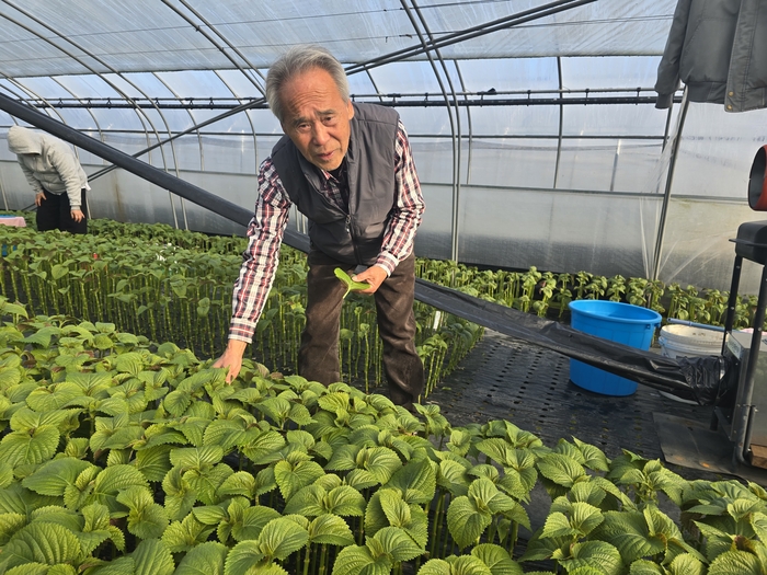 지난 12일 정재웅 대구잎들깨연구회 회장이 대구 수성구 자신의 비닐하우스에서 잎들깨를 따고 있다. 김현목 기자