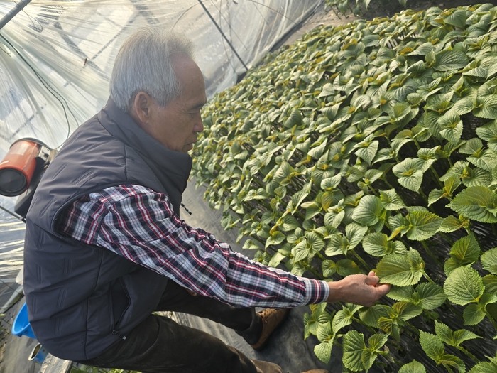 지난 12일 정재웅 대구잎들깨연구회 회장이 대구 수성구 자신의 비닐하우스에서 잎들깨를 살펴보고 있다. 김현목 기자