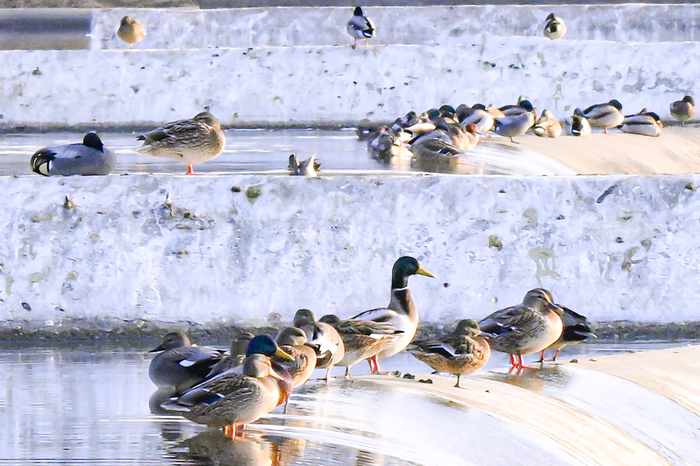 [포토뉴스] 누그러진 추위, 금호강 위 오리들의 휴식
