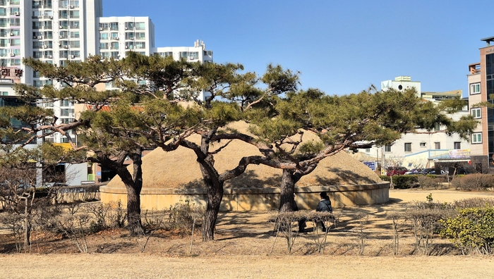 산책로와 맞닿은 경주 용강동 고분 전경(경주시 용강동 1130-2). 한때 방치됐던 흙언덕은 지금은 도심 속 공원처럼 정비돼 주민들의 일상과 맞닿아 있다. 장성재기자 blowpaper@yeongnam.com