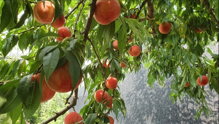 여름 수확기 나무에 달려 있는 복숭아.<류영희씨 제공>