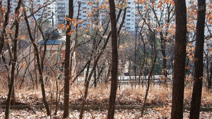 산책로는 대부분 흙길로 슬렁슬렁 나아간다. 숲 너머 아파트와 학교가 지척으로 가깝다. 성서성당의 십자가 돔 지붕이 이국의 그림 같다.