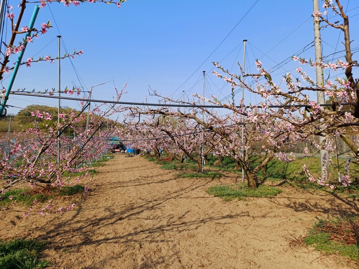 봄에 바라본 대구 수성구 이천동 한 복숭아 농장.<류영희씨 제공>