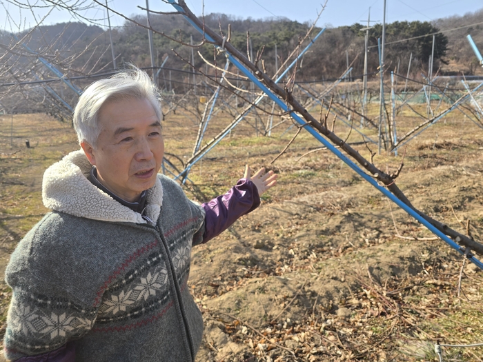 김영훈 씨가 지난 14일 자신의 과수원에서 봉숭아나무 관리 원칙을 설명하고 있다.
