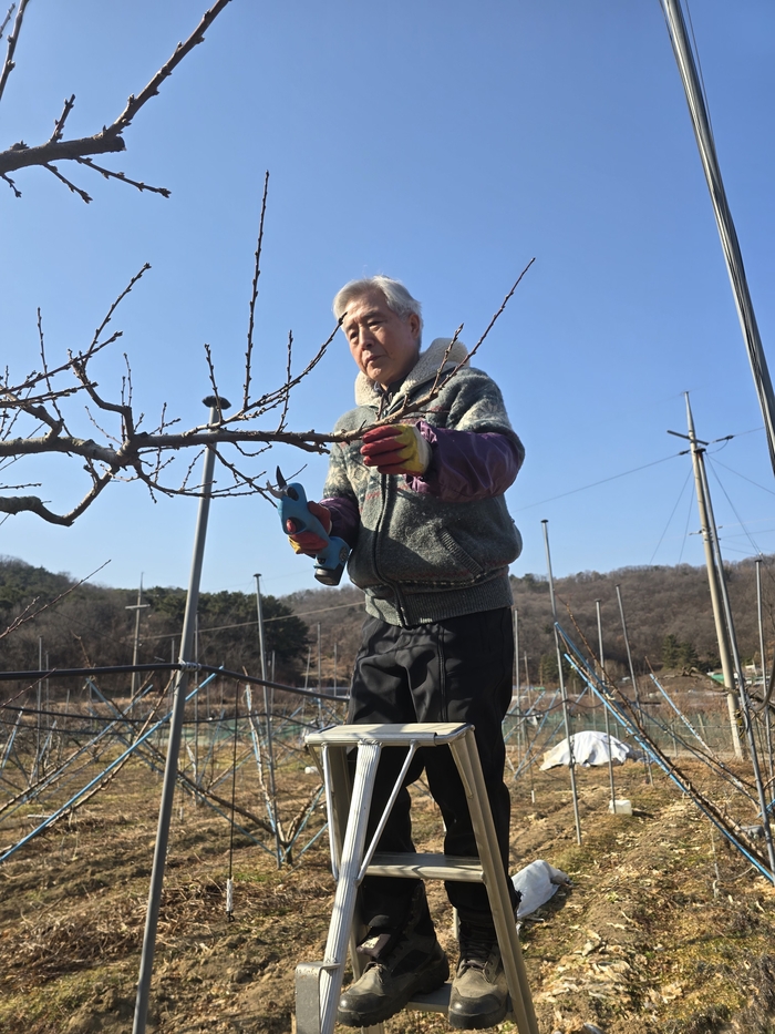 지난 14일 대구 수성구 이천동 복숭아 과수원에서 김영훈씨가 전지를 하고 있다. 김현목 기자