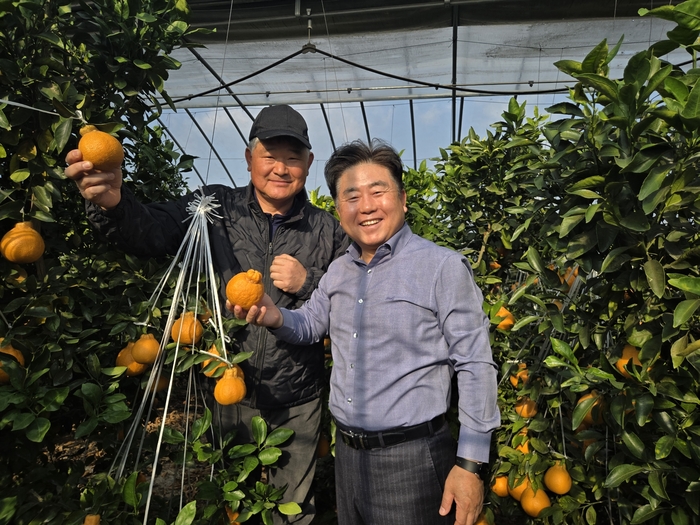 김용 대구 옥포농협 조합장(오른쪽)이 엄가농장을 찾아 한라봉 재배 현장을 둘러보며 농장주와 함께 수확한 한라봉을 들어 보이고 있다. 김 조합장은 이날 시설하우스 운영 실태를 살피고 농가의 애로사항을 청취했다.<영남일보 독자 제공>