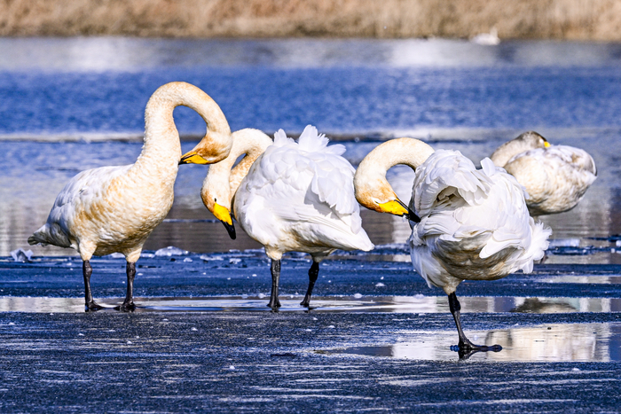 [정보/소식] [단독] 대구 혁신도시 내 저수지서 천연기념물 백조(큰고니) 170여 마리 포착 | 인스티즈
