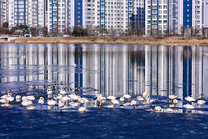 16일 대구 동구 신지에서 천연기념물 큰고니들이 얼음이 남은 저수지 수면 위에 모여 휴식을 취하고 있다. 대구 혁신도시 아파트 단지와 맞닿은 도심 인접 공간에 대형 보호종 겨울철새 무리가 집단으로 월동하는 모습이 관찰되면서, 신지가 새로운 큰고니 월동지로 기능할 가능성이 제기되고 있다. 이현덕기자 lhd@yeongnam.com