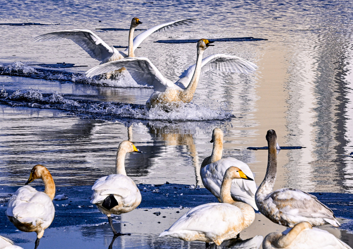 16일 대구 동구 신지에서 천연기념물 큰고니들이 얼음이 남은 저수지 수면 위에 모여 휴식을 취하고 있다. 대구 혁신도시 아파트 단지와 맞닿은 도심 인접 공간에 대형 보호종 겨울철새 무리가 집단으로 월동하는 모습이 관찰되면서, 신지가 새로운 큰고니 월동지로 기능할 가능성이 제기되고 있다. 이현덕기자 lhd@yeongnam.com