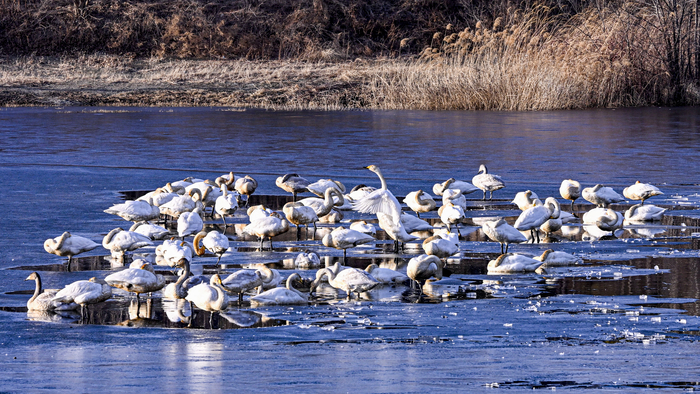 [정보/소식] [단독] 대구 혁신도시 내 저수지서 천연기념물 백조(큰고니) 170여 마리 포착 | 인스티즈