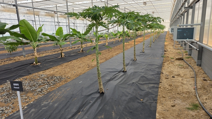 영천시 아열대 스마트팜 단지 내 신재생에너지 온실에 재배되고 있는 파파야 묘목<정운홍기자>