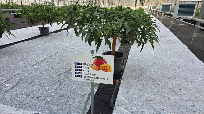 영천시 아열대 스마트팜 단지 내 신재생 온실에 포트재배 중인 애플망고<정운홍기자>