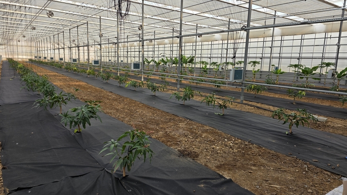 영천시 아열대 스마트팜 단지 내 신재생에너지 온실 노지재배 중인 아열대 작물<정운홍기자>