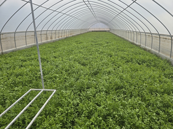 대구 달성군 화원읍 본리리 한 비닐하우스에서 미나리가 자라고 있다. 감현목 기자