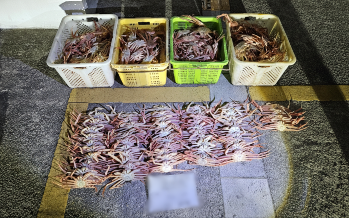해경이 적발한 체장미달 대게. <포항해양경찰서 제공>