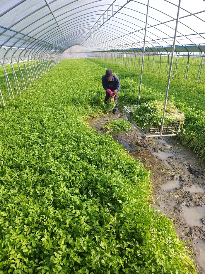 대구 달성군 화원읍 본리리 한 비닐하우스에서 미나리를 베고 있는 농부의 모습. 김현목 기자
