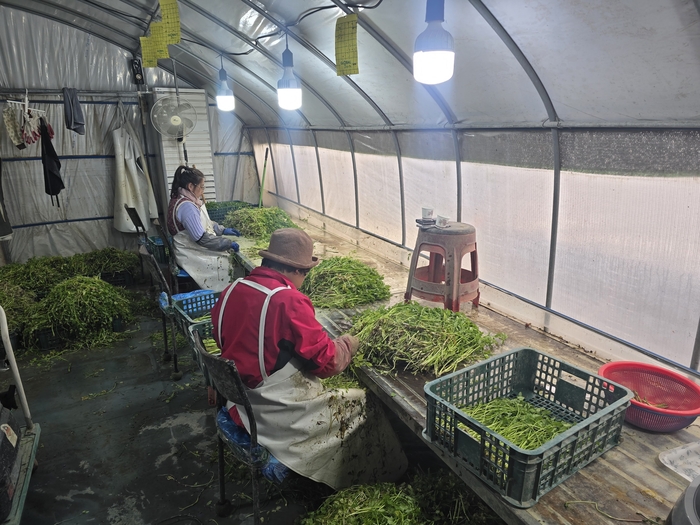 대구 달성군 화원읍 본리리 한 미나리 농가에서 미나리 선별 작업을 하고 있다. 김현목 기자