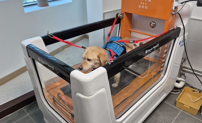 22일 오후 관음동물교육센터 2층 동물재활운동센터에서 반려견이 수중 트레드밀 위를 걸으며 재활운동을 시연하고 있다. 조윤화 기자
