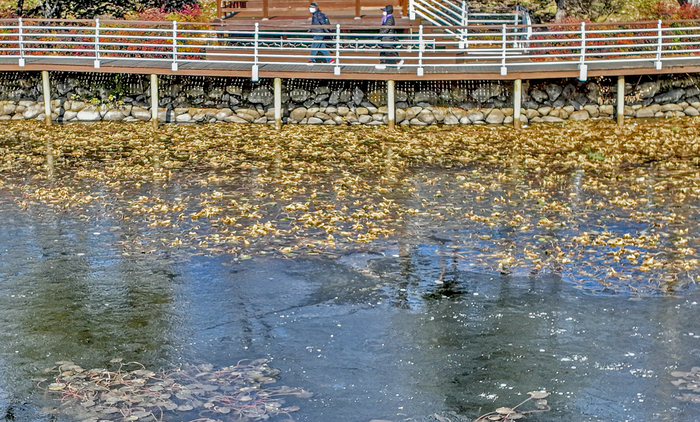 [포토뉴스] 강추위에 얼어붙은 성당못