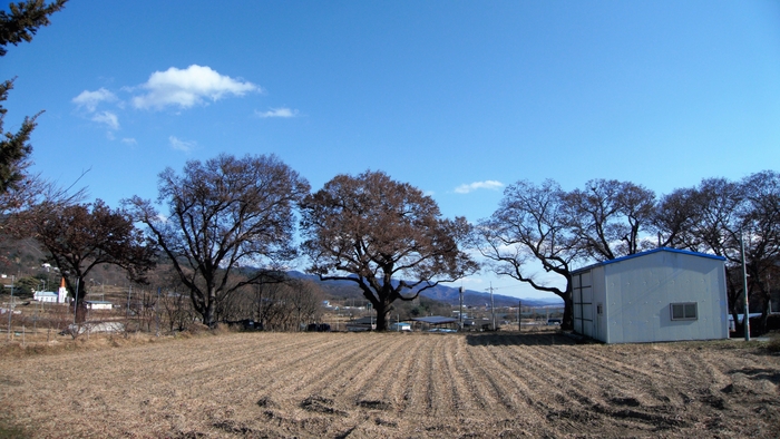 마을 입구에 일렬로 늘어선 느티나무들. 마을 안쪽에도 여기저기 느티나무다. 수령은 수십 년에서 500년 이상이고 5그루가 보호수로 지정되어 있다.