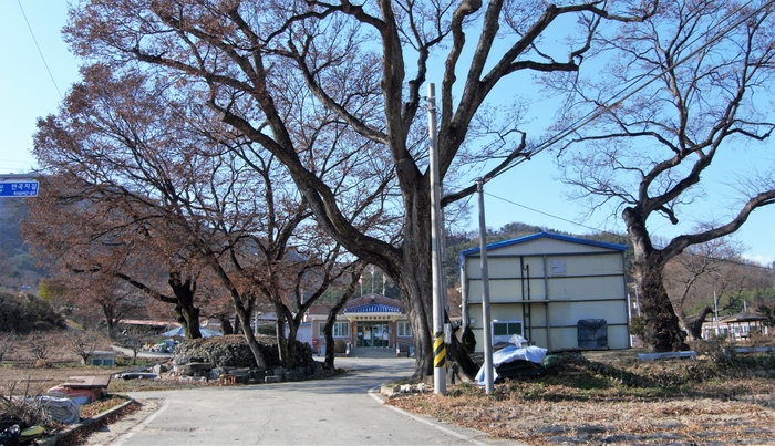 안곡리에는 조산과 느티나무들이 마을을 지킨다. 허한 기운을 보하고 나쁜 기운을 물리치기 위한 것이다. 안곡역 시절에는 느티나무에 말을 매어 마장이라 했다.